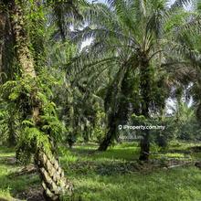 For Sale - 10.25 Acres Agriculture Land @ Parit Sikom, Pekan Nenas