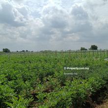 Vegetable farm in  Johan Setia last statoin of Lrt3