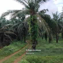 Spacious 70 Acres Agricultural Land Rengam, Kluang, Johor