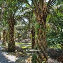 3246 Acres Kelantan Gua Musang (Freehold) Oil Palm Land For Sale