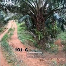 Kuala Lipis Pahang 107acres Palm Oil Agriculture Land 90k per acre