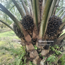 Kuala Pilah Palm Oil Estate For Sale