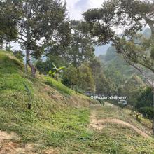Durian orchard in Sungai Chetang