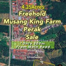 Kuala Kangsar fruit plantation mainly Durian