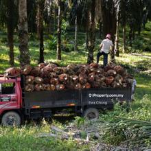 Palm Oil Farm for Sale!