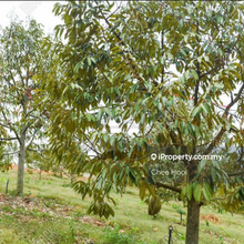 Balik Pulau 2.3 Arce 100451sf Durian Land Agricultural near Mainroad