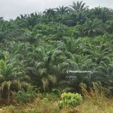 Kelantan Gua Musang Ulu Nenggiri 3400 acres Palm Oil Land for sale