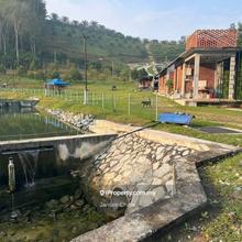 Durian Farm for sale at Serendah, Rawang