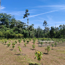 Cheap! 10acre Freehold!! Ulu Yam, Batu 30 Batang Kali Agriculture Land