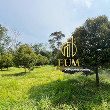 Jasin Air Merbau small durian germ for sale 