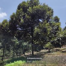 Agriculture land for Sale