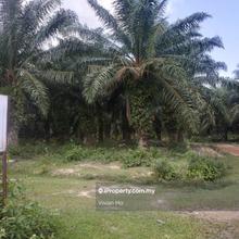 Matured Palm oil plantation land negeri sembilan kuala pilah 