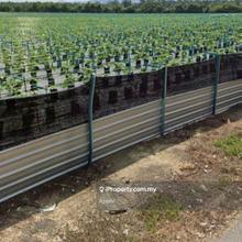 Agriculture Land Kampung Batang Rokan Gemencheh Negeri Sembilan