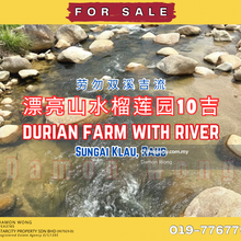 Durian farm with beautiful river