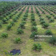Agriculture Land 