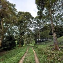 9.78 acres Karak Cinta Manis Durian Land For Sale
