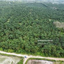 Agricultural Land Alor Gajah