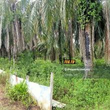 Palm Oil Plantation Agricultural Land Kuala Lipis, Pahang