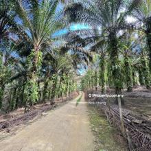 Bidor Perak 3acres Palm Oil Freehold Agriculture Land