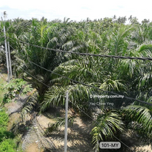 Hot Sale - Sepang 6.68 Acres Freehold Zoning Residential Land  