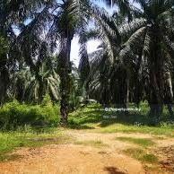 Agriculture land with industrial zoning