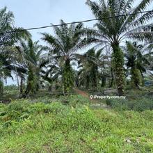 For sales Pontian agriculture Land