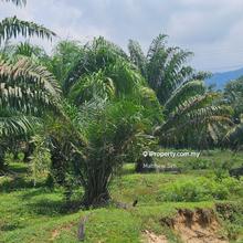 Palm Oil Land, Temoh, Tapah, Perak (29 Acres)