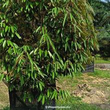 4.28 Acres Back Thorn Durian Orchard For Sale 