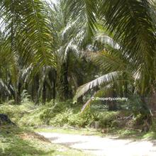 Tanah Pertanian Untuk Dijual Di Baling Kedah Iproperty Com My