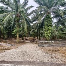 For Sale- 1.44 Acres Agriculture Land @ Kampung Choh, Kukup