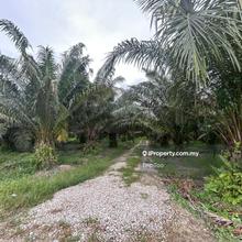 Oil Palm Land For Sale-Pekan Gurney (Simpang Tiga)