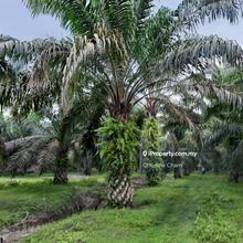 Kuala Sedili kampung Singapura Bungalow & Agricultural Land for Sale