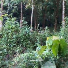 For Sale Rubber Plantation land