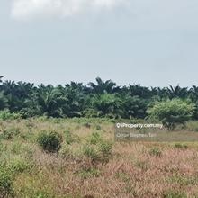 Oil Palm Land @ Sungai Blankan, Tanjung Sepat, Sepang Selangor 
