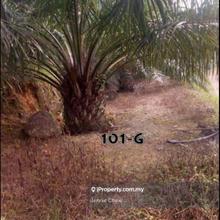 Pahang kuala lipis palm oil land freehold road frontage got trees sale