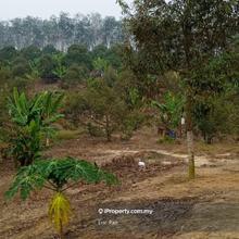 4.0 Acres Freehold Durian Farm Mukim Glami Lemi Titi Jelebu N.S 