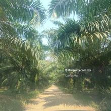 39 acres Palm Oil Land near by Kelip-kelip Kampong Kuantan Ks