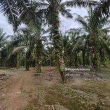 6.7 Acres Oil Palm Land @ Ayer Baloi, Pontian, Johor