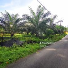Tanah Sawit Di Batang Nymor Mukim Chengkau Daerah Rembau