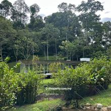 Green Living, House & 2 Acres Land, Tanarimba, Janda Baik, For Sale