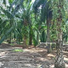 Palm Oil Plantation @ Taman Sukun for Sale