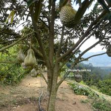 Durian orchard in Bentong
