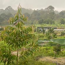 Seremban 9.33 acres Durian Farm