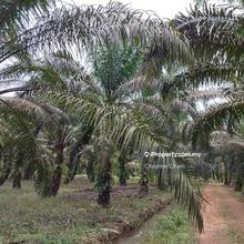 Kota Tinggi - Agriculture Land For Sale