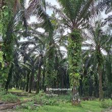 Agriculture Land For Sale