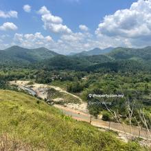Beautiful land with mature Musang King and oil palm.