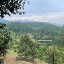 Bentong Durian Orchard For Sale - 45 minutes from Gombak Toll