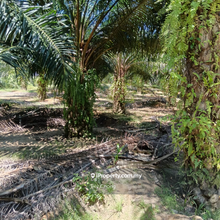 For Sale Oil Palm Agriculture land