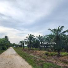 Oil Palm Plantation @ Sitiawan Perak 