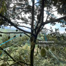 Beautiful Musang King orchard in Bentong